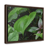 Rainforest Trails & Views - Gallery Canvas Wraps, Horizontal Frame - El Yunque National Forest - Puerto Rico - A few of El Yunque 250 plant species - Green Forest Home