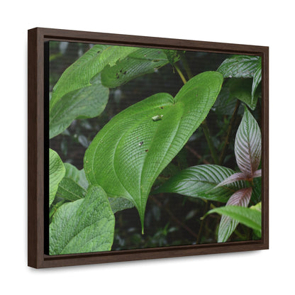 Rainforest Trails & Views - Gallery Canvas Wraps, Horizontal Frame - El Yunque National Forest - Puerto Rico - A few of El Yunque 250 plant species - Green Forest Home