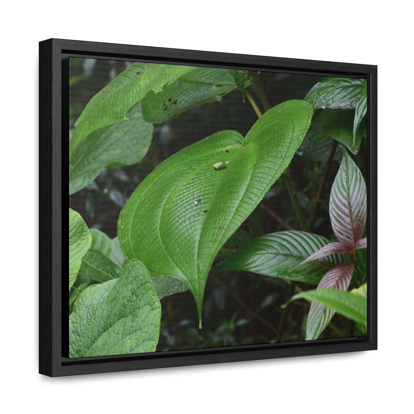 Rainforest Trails & Views - Gallery Canvas Wraps, Horizontal Frame - El Yunque National Forest - Puerto Rico - A few of El Yunque 250 plant species - Green Forest Home