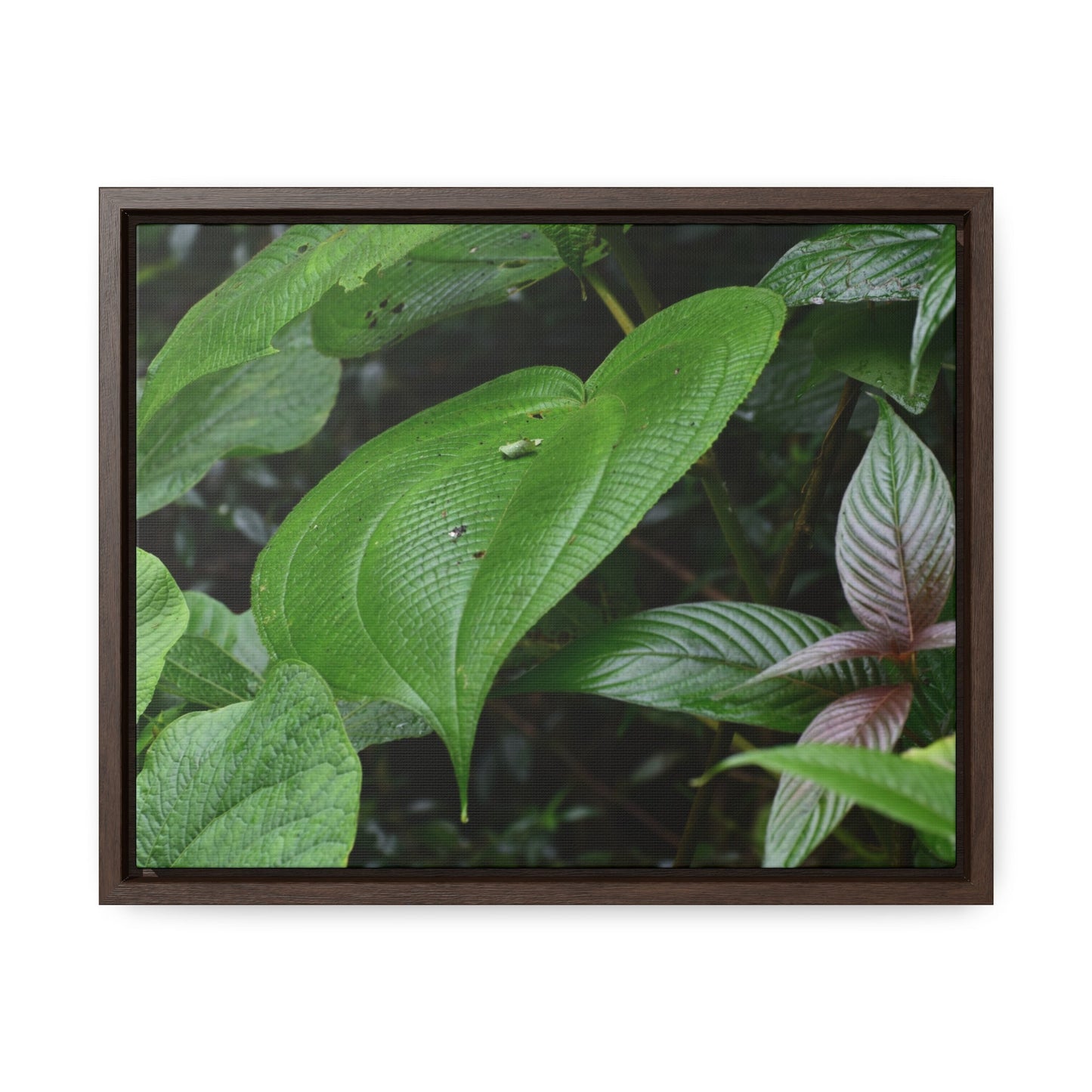 Rainforest Trails & Views - Gallery Canvas Wraps, Horizontal Frame - El Yunque National Forest - Puerto Rico - A few of El Yunque 250 plant species - Green Forest Home