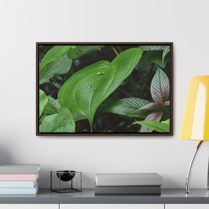 Rainforest Trails & Views - Gallery Canvas Wraps, Horizontal Frame - El Yunque National Forest - Puerto Rico - A few of El Yunque 250 plant species - Green Forest Home