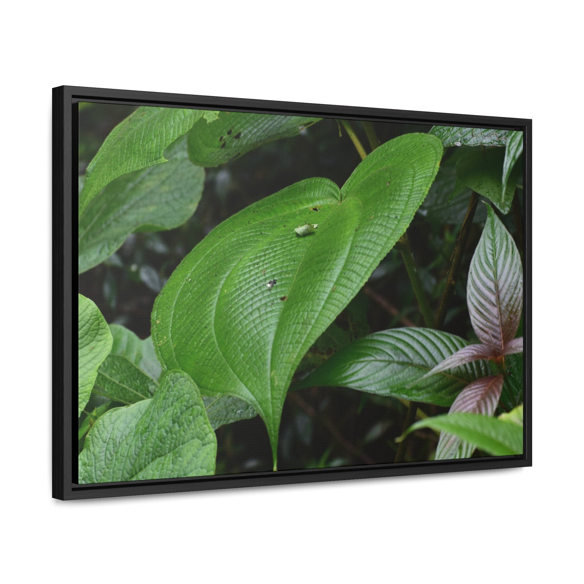 Rainforest Trails & Views - Gallery Canvas Wraps, Horizontal Frame - El Yunque National Forest - Puerto Rico - A few of El Yunque 250 plant species - Green Forest Home