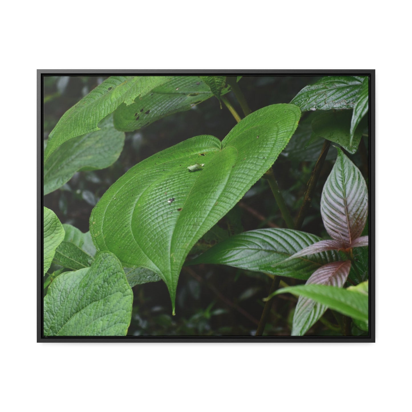 Rainforest Trails & Views - Gallery Canvas Wraps, Horizontal Frame - El Yunque National Forest - Puerto Rico - A few of El Yunque 250 plant species - Green Forest Home