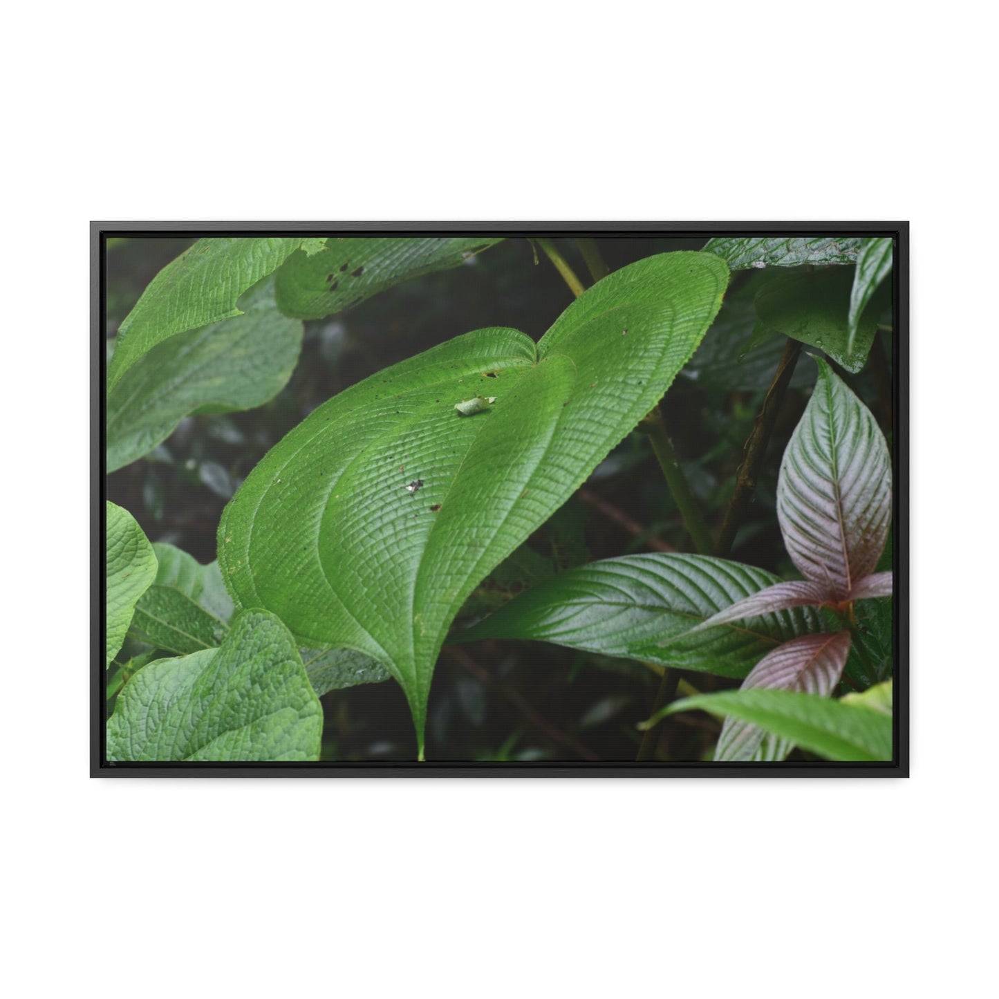 Rainforest Trails & Views - Gallery Canvas Wraps, Horizontal Frame - El Yunque National Forest - Puerto Rico - A few of El Yunque 250 plant species - Green Forest Home