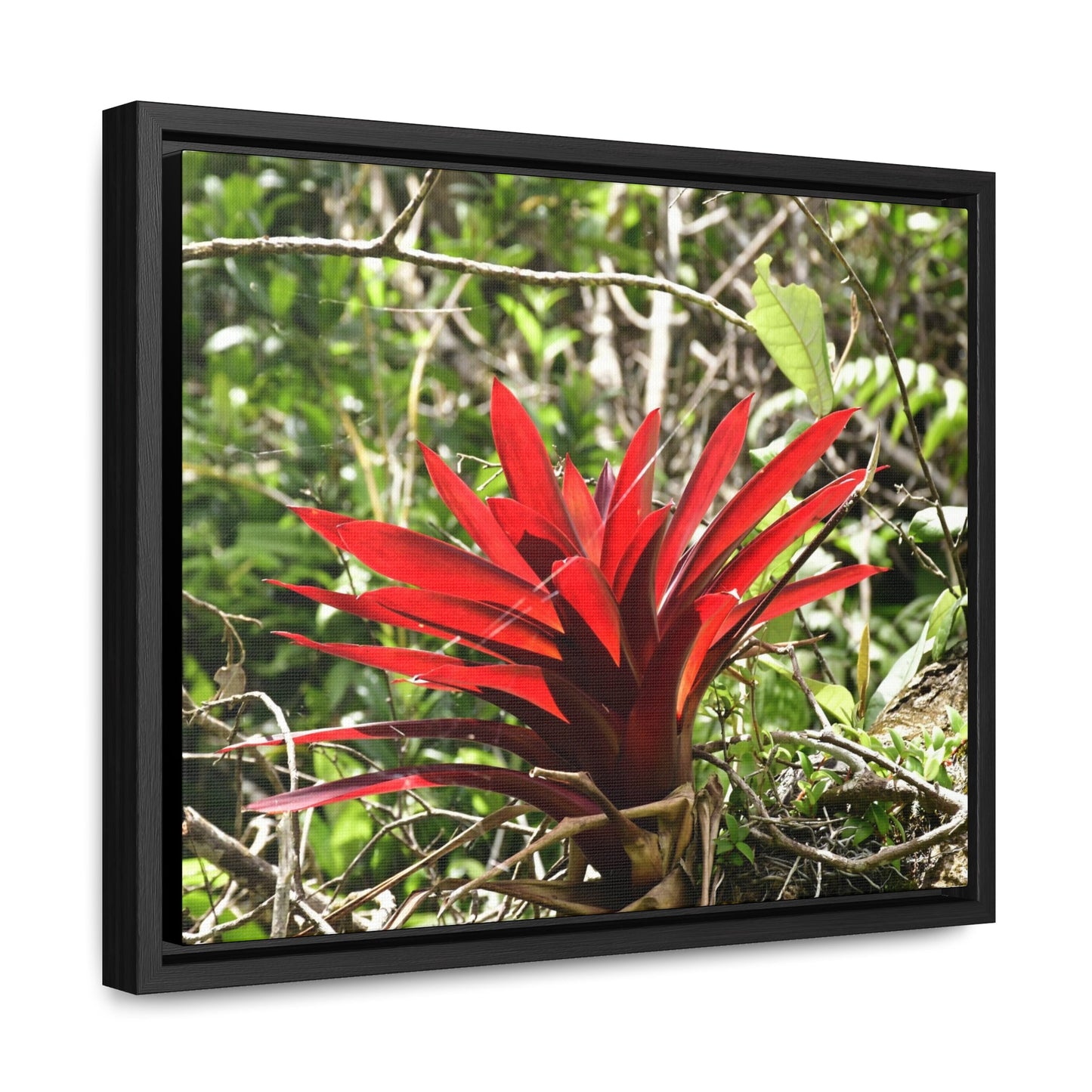Rainforest Trails & Views - Gallery Canvas Wraps, Horizontal Frame - El Yunque National Forest - Puerto Rico - A rare red Bromeliad in the sunlight - Green Forest Home