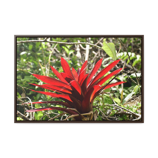 Rainforest Trails & Views - Gallery Canvas Wraps, Horizontal Frame - El Yunque National Forest - Puerto Rico - A rare red Bromeliad in the sunlight - Green Forest Home