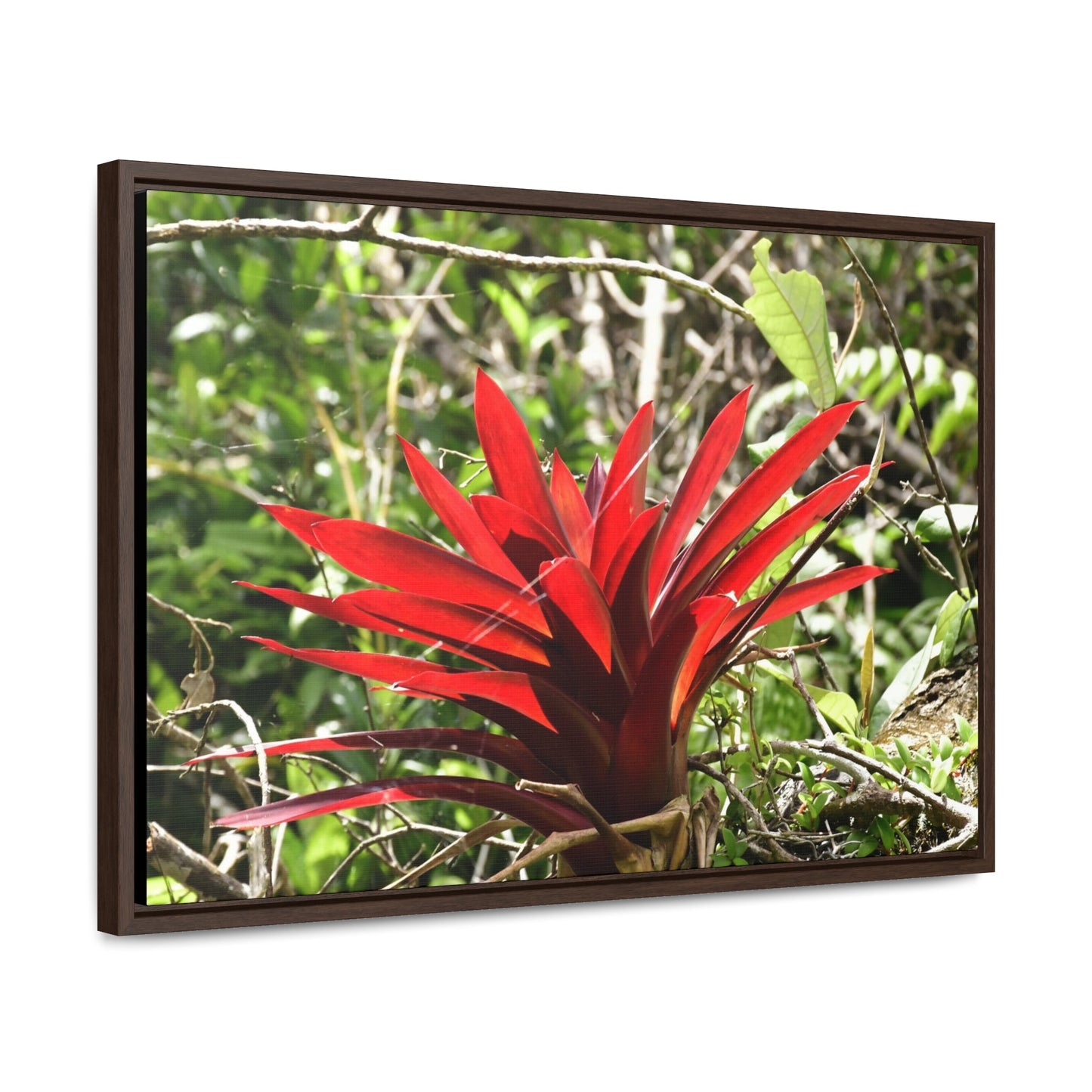 Rainforest Trails & Views - Gallery Canvas Wraps, Horizontal Frame - El Yunque National Forest - Puerto Rico - A rare red Bromeliad in the sunlight - Green Forest Home