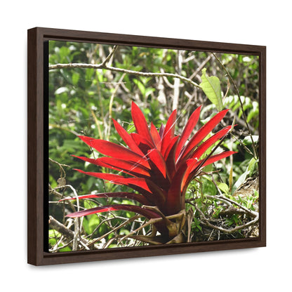 Rainforest Trails & Views - Gallery Canvas Wraps, Horizontal Frame - El Yunque National Forest - Puerto Rico - A rare red Bromeliad in the sunlight - Green Forest Home
