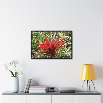 Rainforest Trails & Views - Gallery Canvas Wraps, Horizontal Frame - El Yunque National Forest - Puerto Rico - A rare red Bromeliad in the sunlight - Green Forest Home