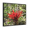 Rainforest Trails & Views - Gallery Canvas Wraps, Horizontal Frame - El Yunque National Forest - Puerto Rico - A rare red Bromeliad in the sunlight - Green Forest Home