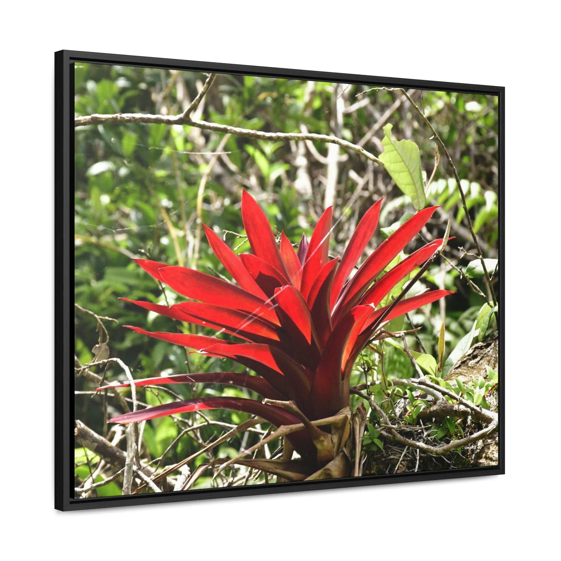 Rainforest Trails & Views - Gallery Canvas Wraps, Horizontal Frame - El Yunque National Forest - Puerto Rico - A rare red Bromeliad in the sunlight - Green Forest Home