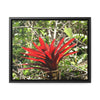 Rainforest Trails & Views - Gallery Canvas Wraps, Horizontal Frame - El Yunque National Forest - Puerto Rico - A rare red Bromeliad in the sunlight - Green Forest Home