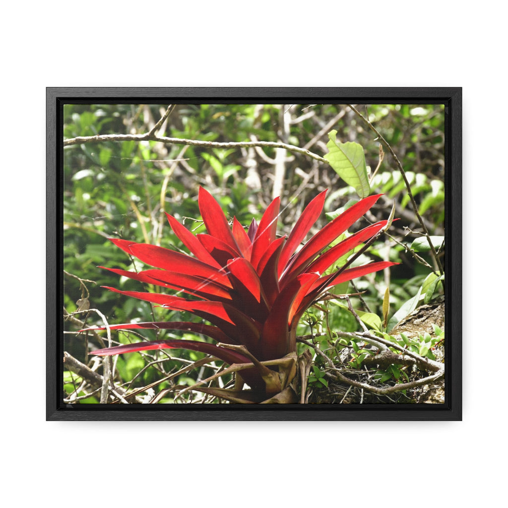 Rainforest Trails & Views - Gallery Canvas Wraps, Horizontal Frame - El Yunque National Forest - Puerto Rico - A rare red Bromeliad in the sunlight - Green Forest Home