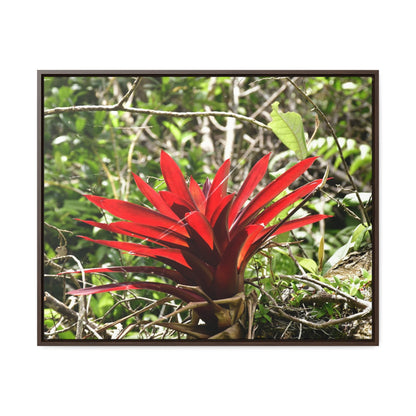 Rainforest Trails & Views - Gallery Canvas Wraps, Horizontal Frame - El Yunque National Forest - Puerto Rico - A rare red Bromeliad in the sunlight - Green Forest Home