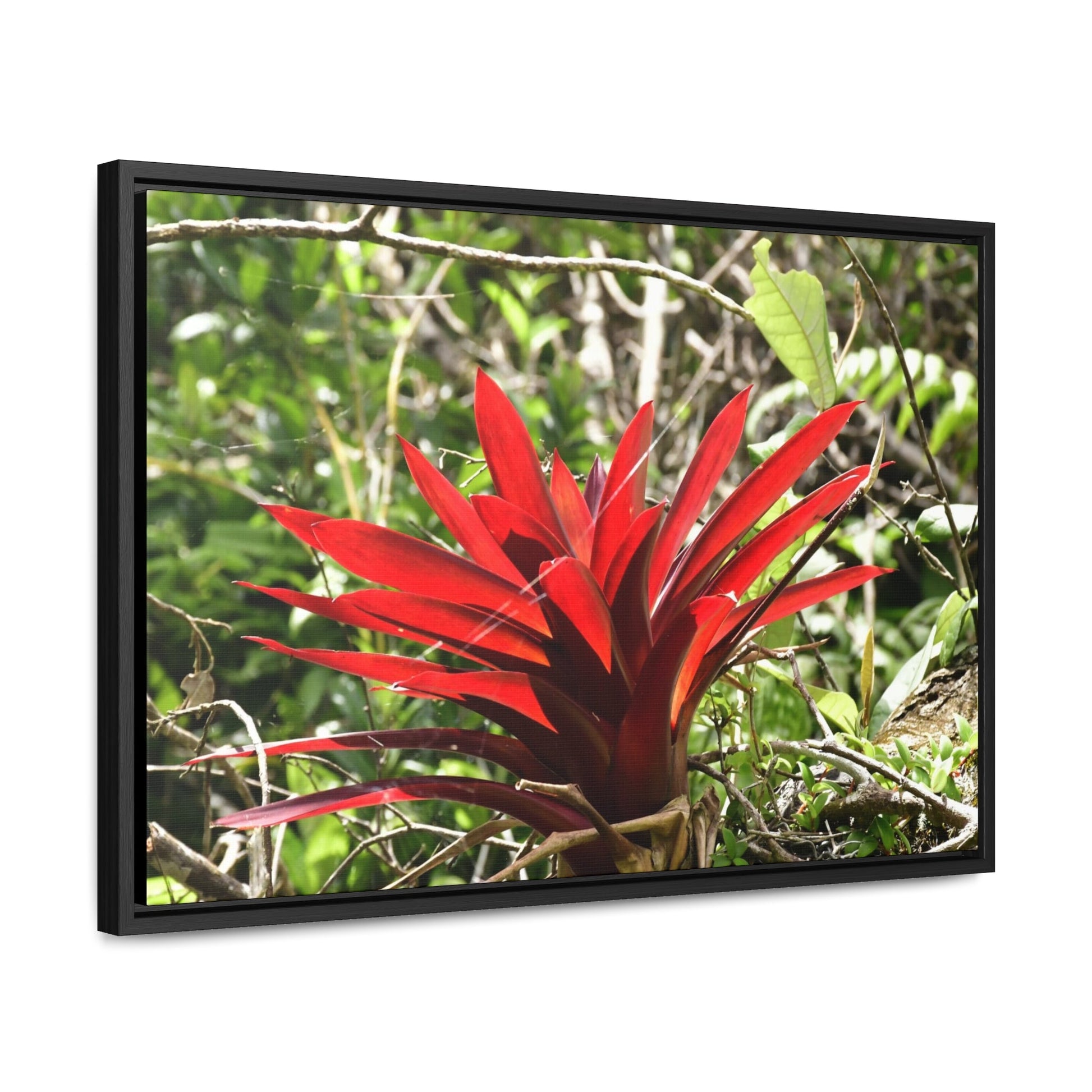 Rainforest Trails & Views - Gallery Canvas Wraps, Horizontal Frame - El Yunque National Forest - Puerto Rico - A rare red Bromeliad in the sunlight - Green Forest Home