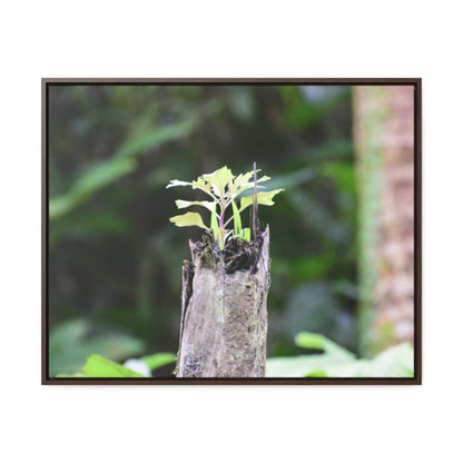 Rainforest Trails & Views - Gallery Canvas Wraps, Horizontal Frame - El Yunque National Forest - Puerto Rico - A sprout grows inside a broken Fern Palm - Green Forest Home