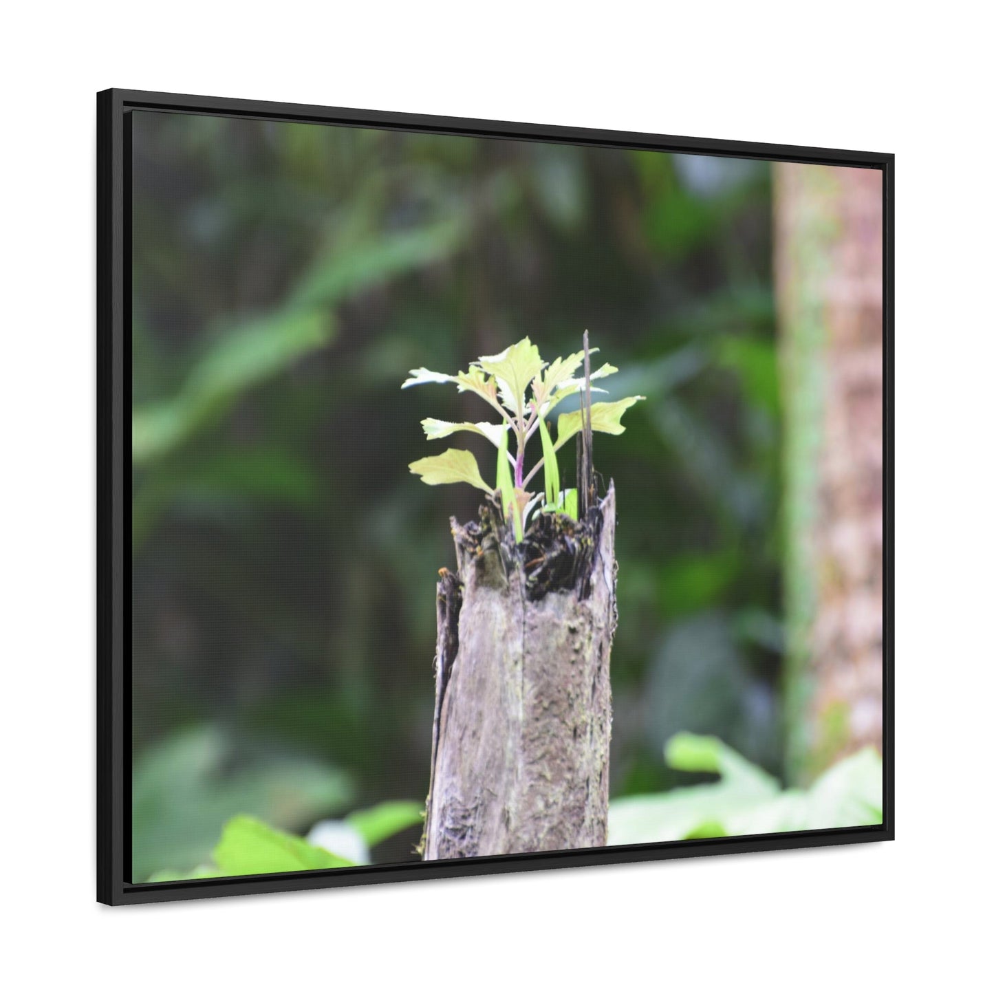 Rainforest Trails & Views - Gallery Canvas Wraps, Horizontal Frame - El Yunque National Forest - Puerto Rico - A sprout grows inside a broken Fern Palm - Green Forest Home