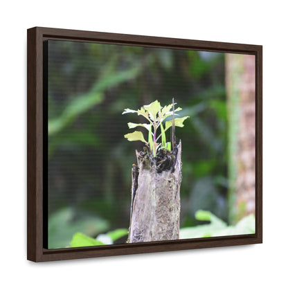 Rainforest Trails & Views - Gallery Canvas Wraps, Horizontal Frame - El Yunque National Forest - Puerto Rico - A sprout grows inside a broken Fern Palm - Green Forest Home