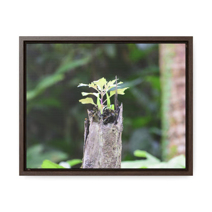 Rainforest Trails & Views - Gallery Canvas Wraps, Horizontal Frame - El Yunque National Forest - Puerto Rico - A sprout grows inside a broken Fern Palm - Green Forest Home