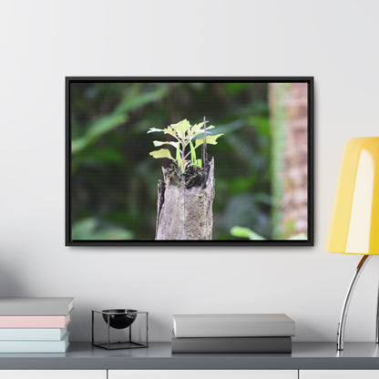 Rainforest Trails & Views - Gallery Canvas Wraps, Horizontal Frame - El Yunque National Forest - Puerto Rico - A sprout grows inside a broken Fern Palm - Green Forest Home