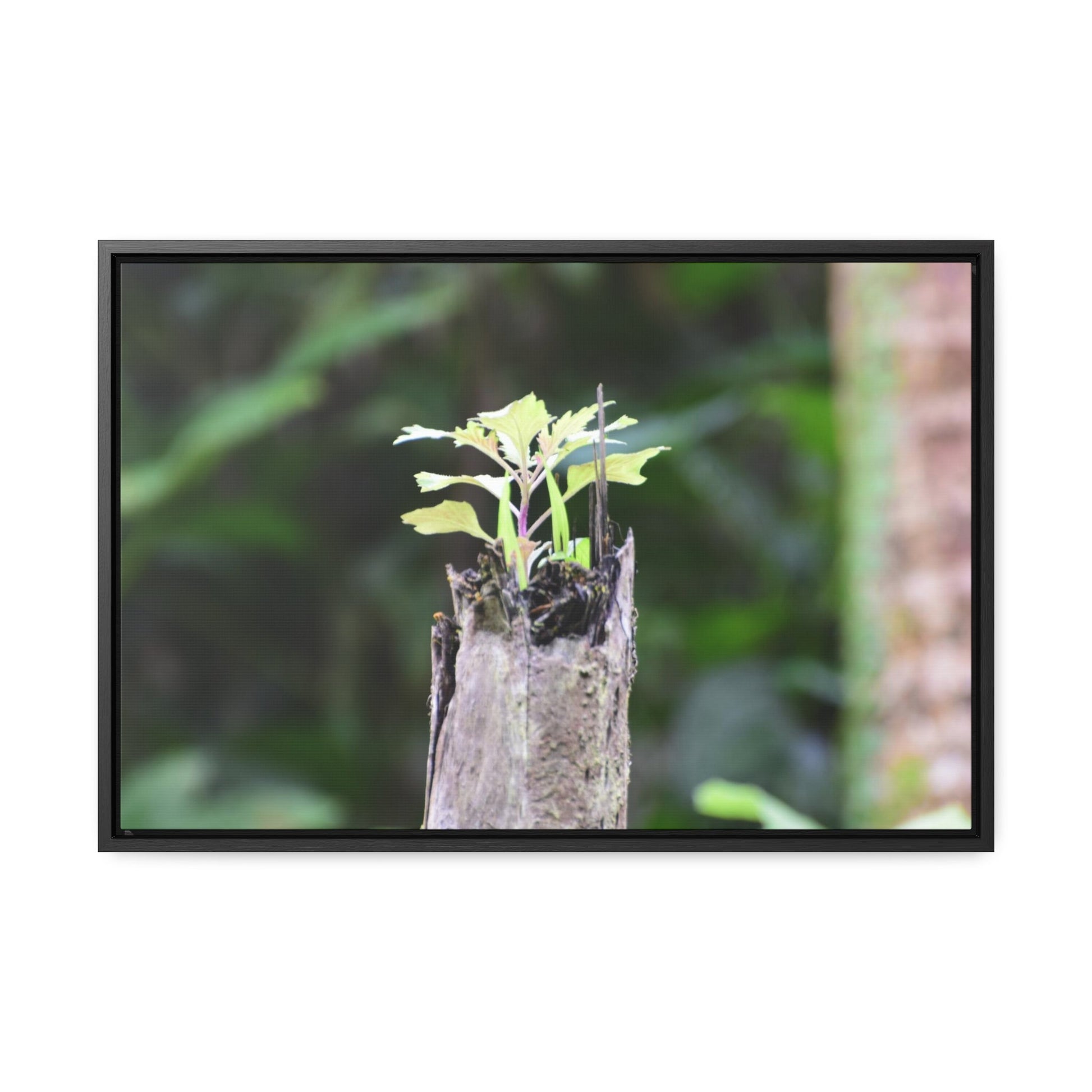 Rainforest Trails & Views - Gallery Canvas Wraps, Horizontal Frame - El Yunque National Forest - Puerto Rico - A sprout grows inside a broken Fern Palm - Green Forest Home