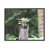 Rainforest Trails & Views - Gallery Canvas Wraps, Horizontal Frame - El Yunque National Forest - Puerto Rico - A sprout grows inside a broken Fern Palm - Green Forest Home