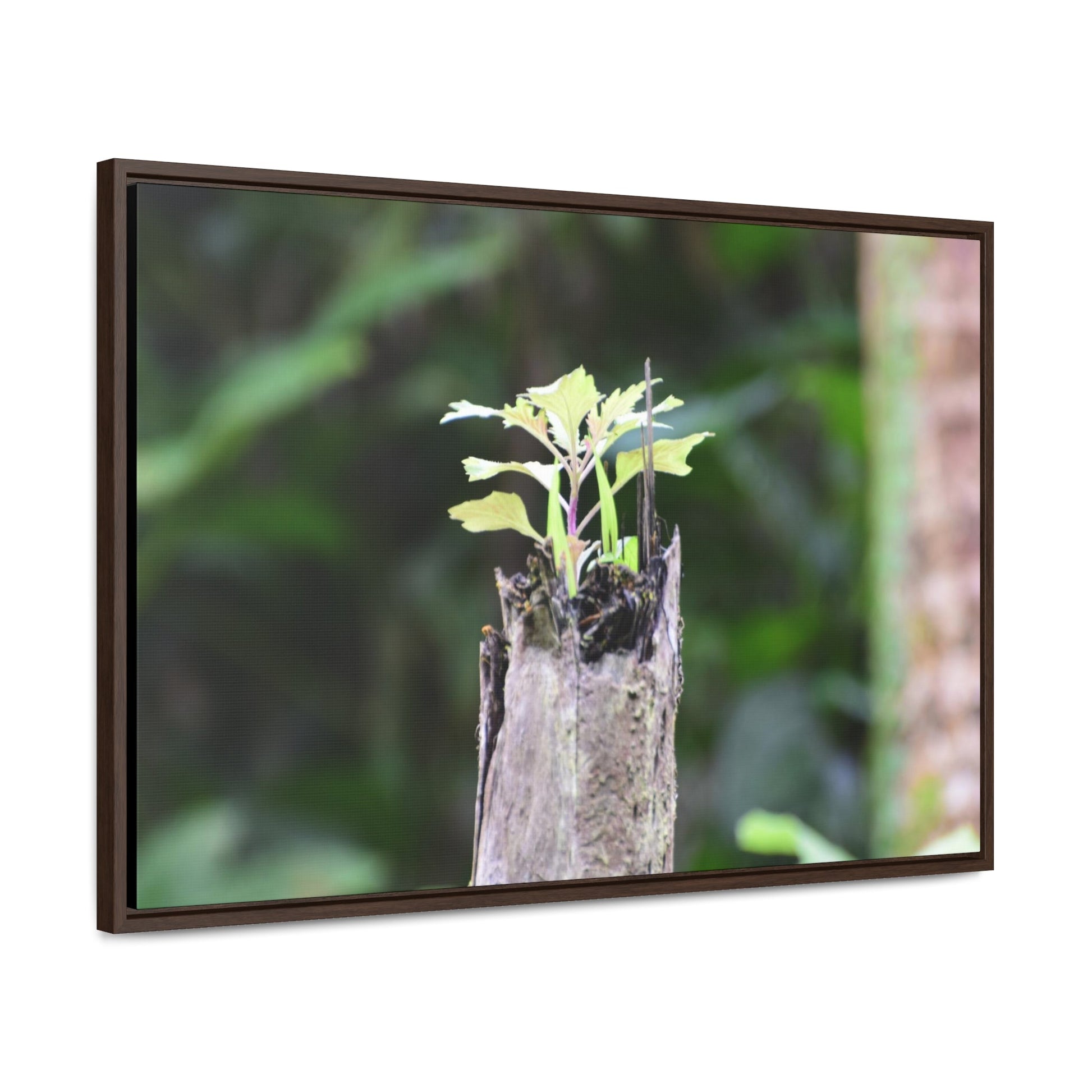 Rainforest Trails & Views - Gallery Canvas Wraps, Horizontal Frame - El Yunque National Forest - Puerto Rico - A sprout grows inside a broken Fern Palm - Green Forest Home
