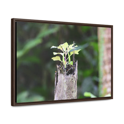 Rainforest Trails & Views - Gallery Canvas Wraps, Horizontal Frame - El Yunque National Forest - Puerto Rico - A sprout grows inside a broken Fern Palm - Green Forest Home