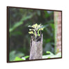 Rainforest Trails & Views - Gallery Canvas Wraps, Horizontal Frame - El Yunque National Forest - Puerto Rico - A sprout grows inside a broken Fern Palm - Green Forest Home