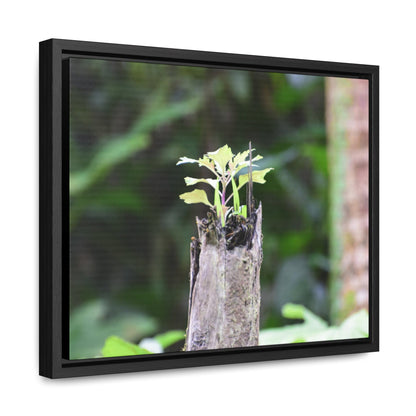 Rainforest Trails & Views - Gallery Canvas Wraps, Horizontal Frame - El Yunque National Forest - Puerto Rico - A sprout grows inside a broken Fern Palm - Green Forest Home