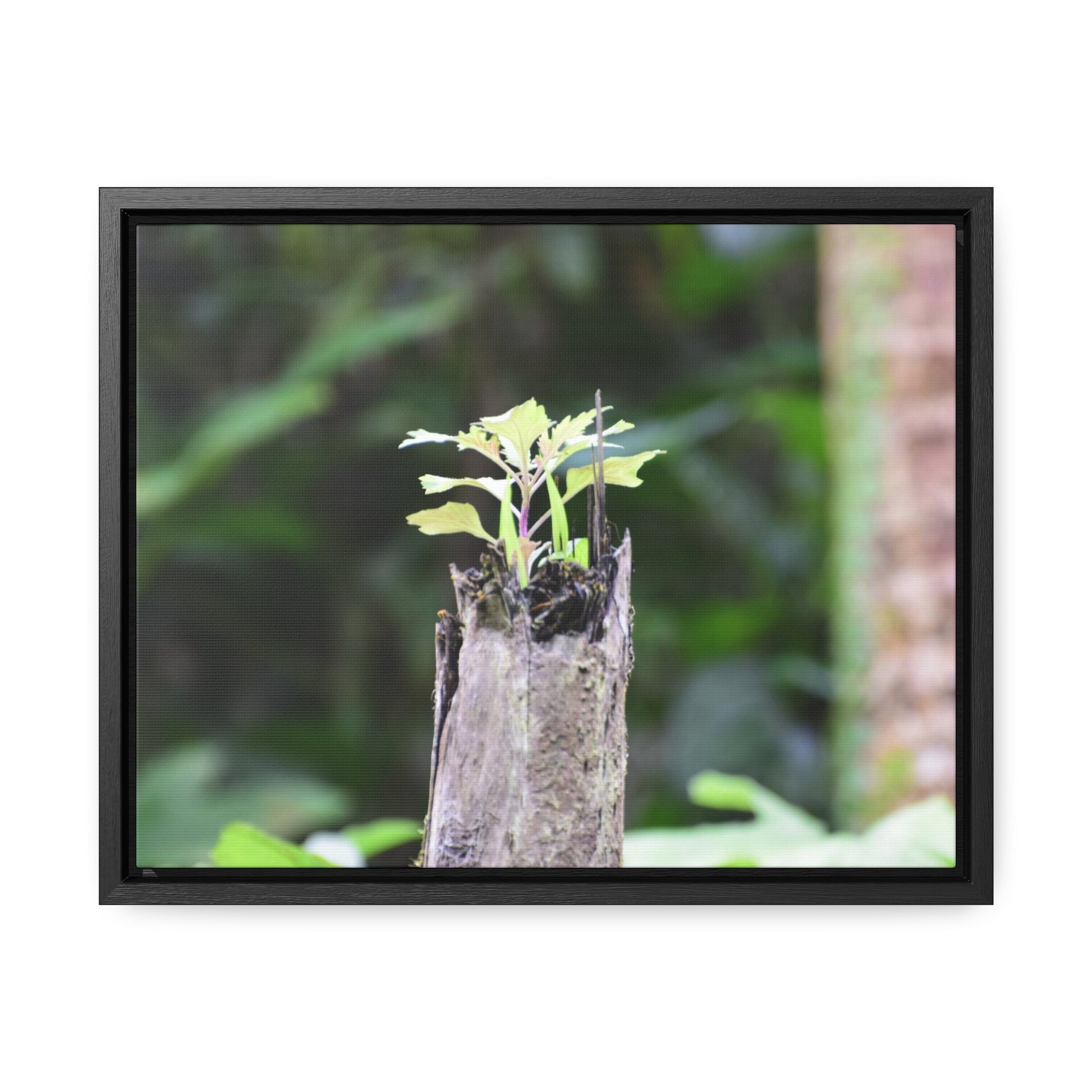 Rainforest Trails & Views - Gallery Canvas Wraps, Horizontal Frame - El Yunque National Forest - Puerto Rico - A sprout grows inside a broken Fern Palm - Green Forest Home
