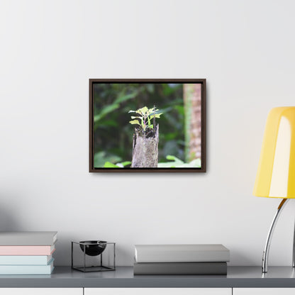 Rainforest Trails & Views - Gallery Canvas Wraps, Horizontal Frame - El Yunque National Forest - Puerto Rico - A sprout grows inside a broken Fern Palm - Green Forest Home