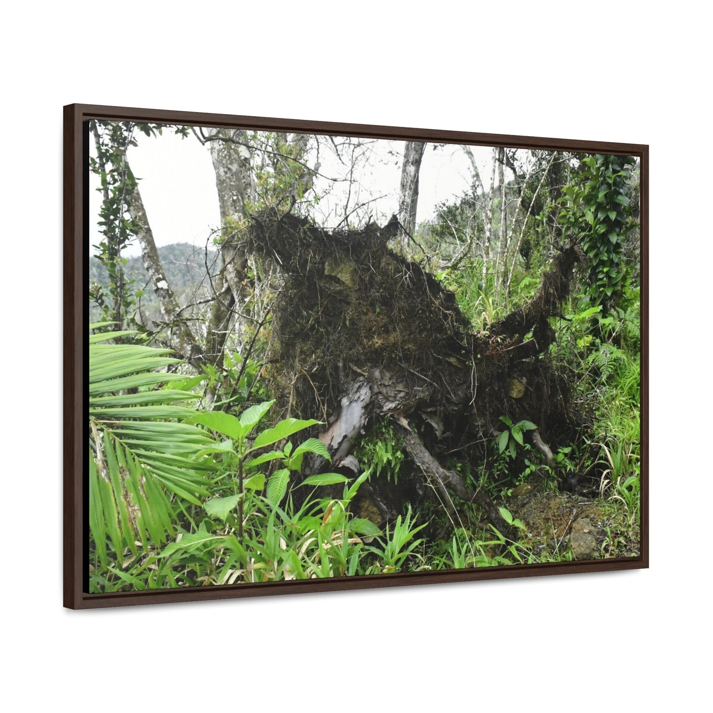 Rainforest Trails & Views - Gallery Canvas Wraps, Horizontal Frame - El Yunque National Forest - Puerto Rico - A tree uprooted by Hurricane Maria 140 MPH winds in Tradewinds Trail - Green Forest Home
