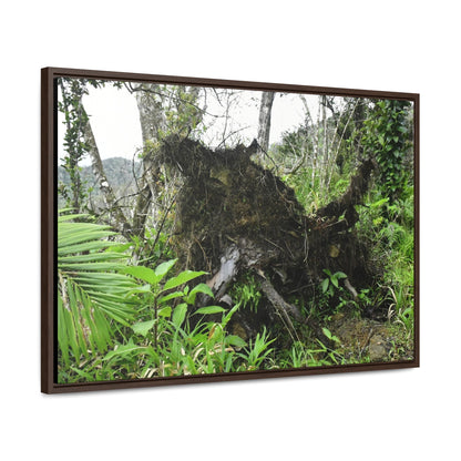 Rainforest Trails & Views - Gallery Canvas Wraps, Horizontal Frame - El Yunque National Forest - Puerto Rico - A tree uprooted by Hurricane Maria 140 MPH winds in Tradewinds Trail - Green Forest Home