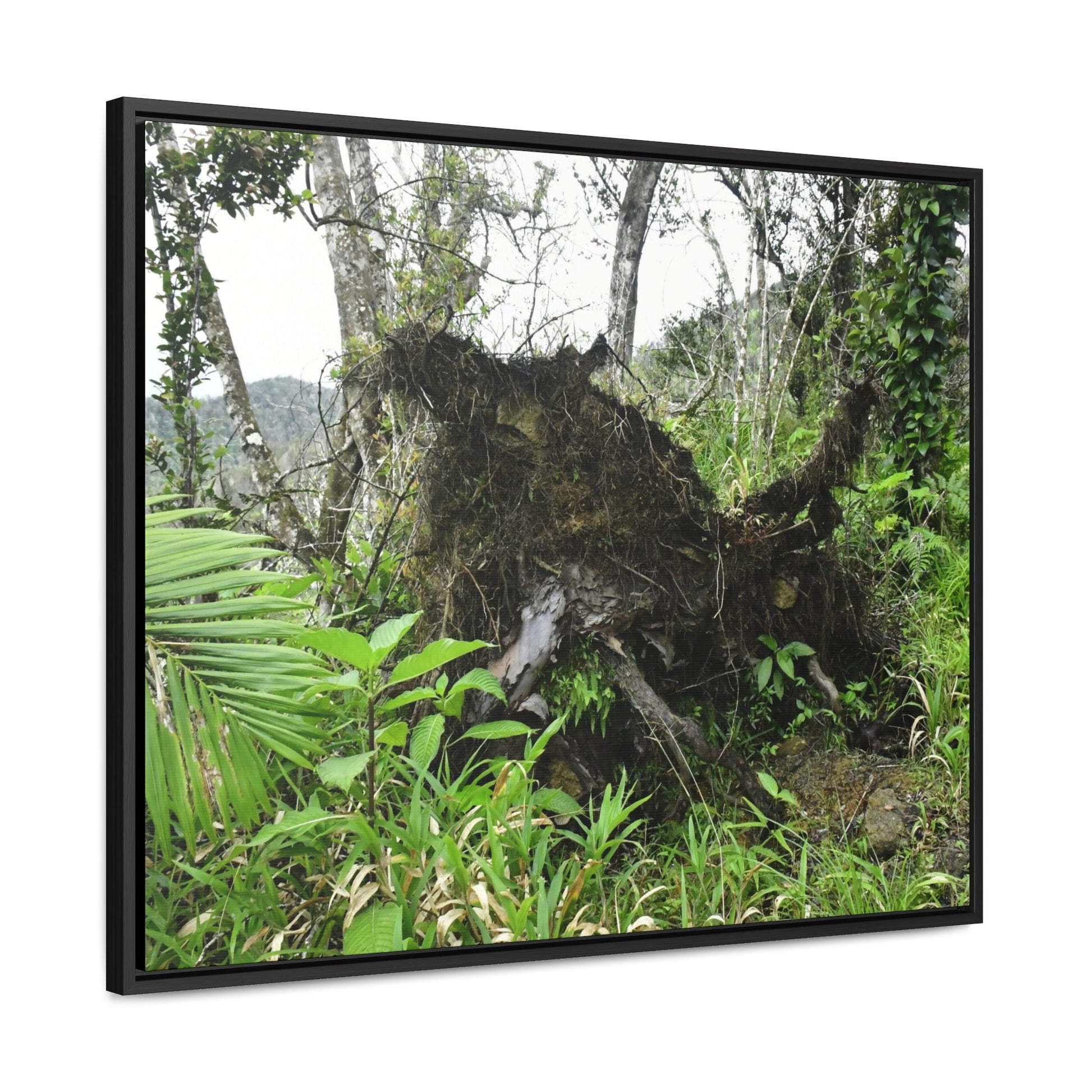 Rainforest Trails & Views - Gallery Canvas Wraps, Horizontal Frame - El Yunque National Forest - Puerto Rico - A tree uprooted by Hurricane Maria 140 MPH winds in Tradewinds Trail - Green Forest Home