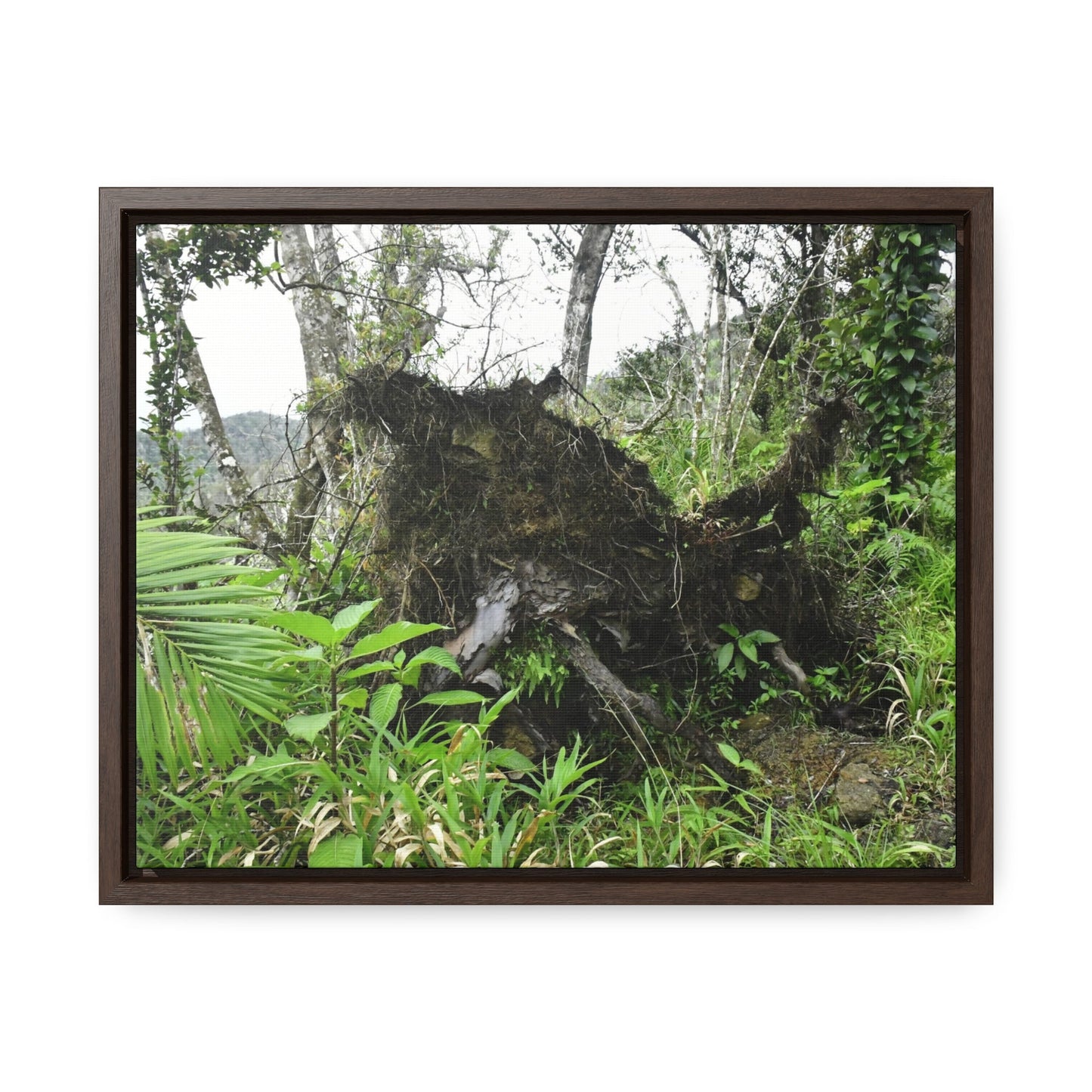 Rainforest Trails & Views - Gallery Canvas Wraps, Horizontal Frame - El Yunque National Forest - Puerto Rico - A tree uprooted by Hurricane Maria 140 MPH winds in Tradewinds Trail - Green Forest Home