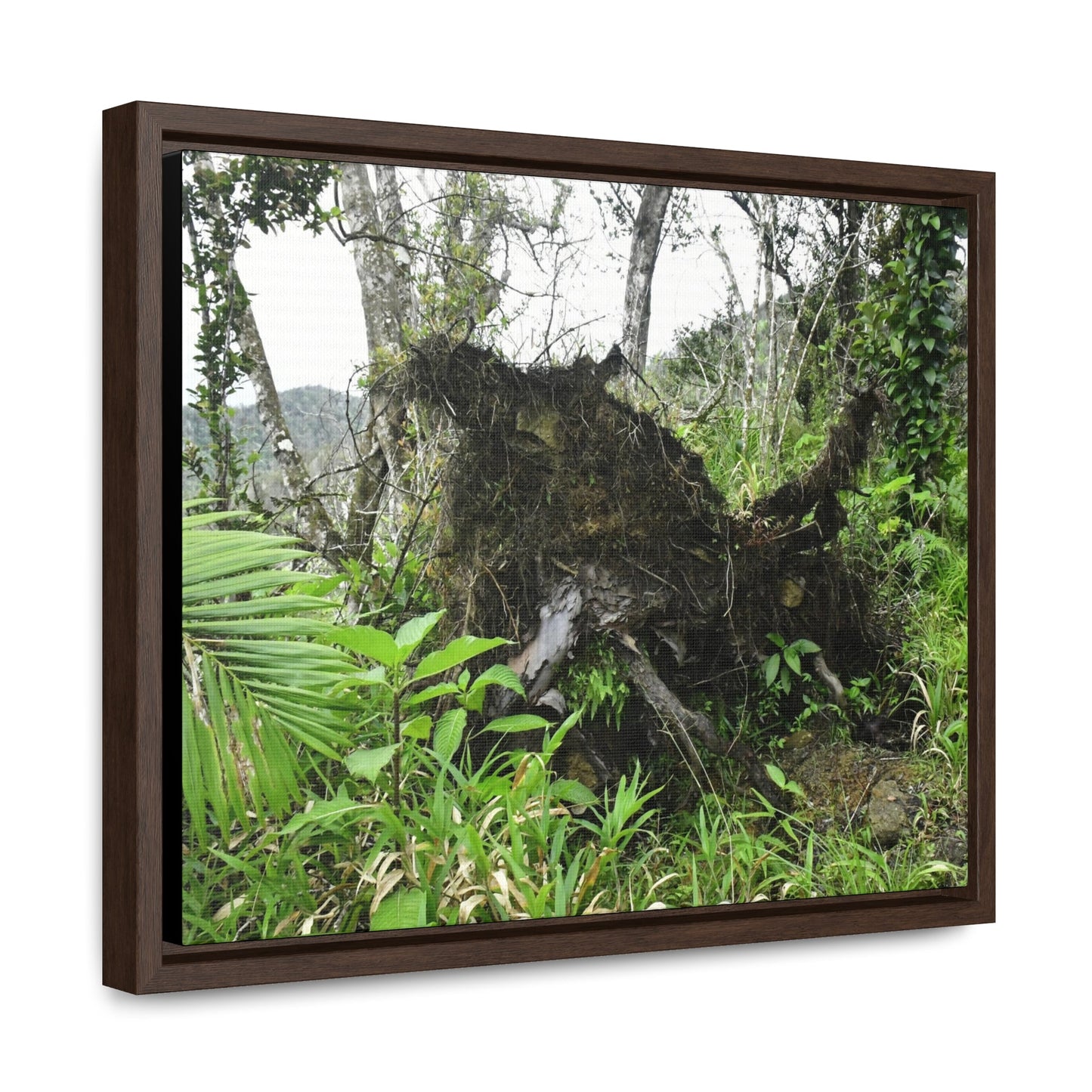Rainforest Trails & Views - Gallery Canvas Wraps, Horizontal Frame - El Yunque National Forest - Puerto Rico - A tree uprooted by Hurricane Maria 140 MPH winds in Tradewinds Trail - Green Forest Home