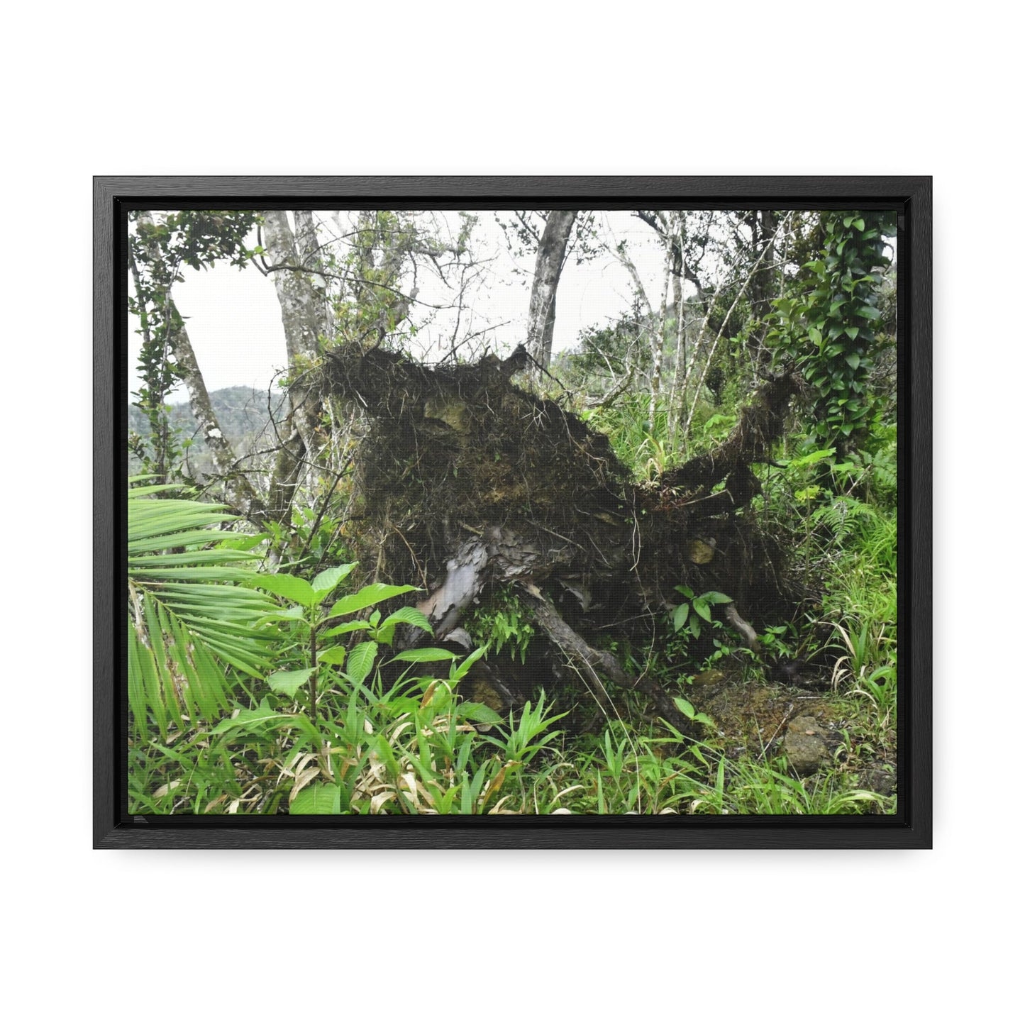 Rainforest Trails & Views - Gallery Canvas Wraps, Horizontal Frame - El Yunque National Forest - Puerto Rico - A tree uprooted by Hurricane Maria 140 MPH winds in Tradewinds Trail - Green Forest Home
