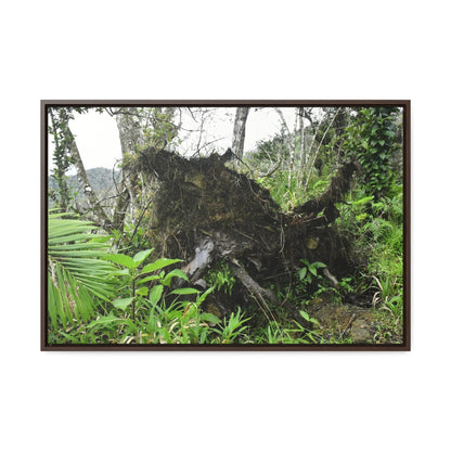Rainforest Trails & Views - Gallery Canvas Wraps, Horizontal Frame - El Yunque National Forest - Puerto Rico - A tree uprooted by Hurricane Maria 140 MPH winds in Tradewinds Trail - Green Forest Home
