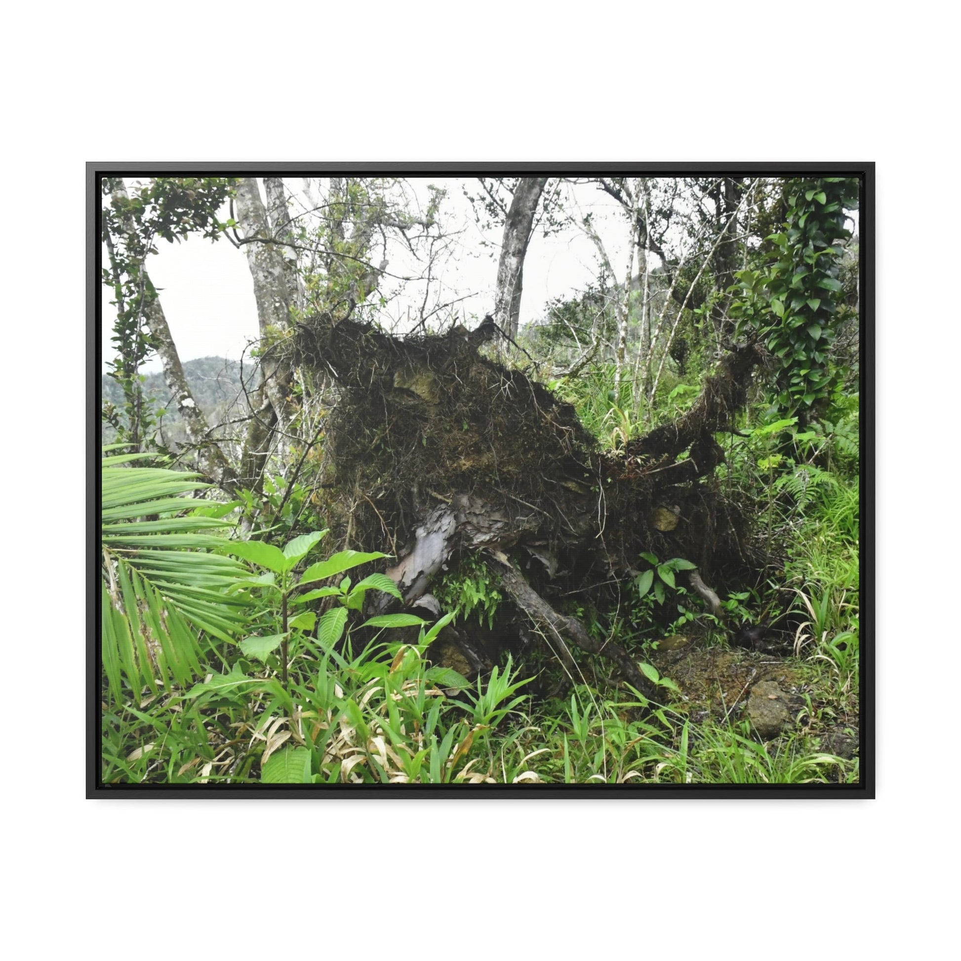 Rainforest Trails & Views - Gallery Canvas Wraps, Horizontal Frame - El Yunque National Forest - Puerto Rico - A tree uprooted by Hurricane Maria 140 MPH winds in Tradewinds Trail - Green Forest Home