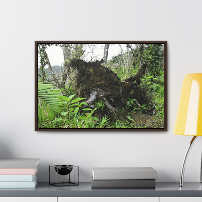Rainforest Trails & Views - Gallery Canvas Wraps, Horizontal Frame - El Yunque National Forest - Puerto Rico - A tree uprooted by Hurricane Maria 140 MPH winds in Tradewinds Trail - Green Forest Home