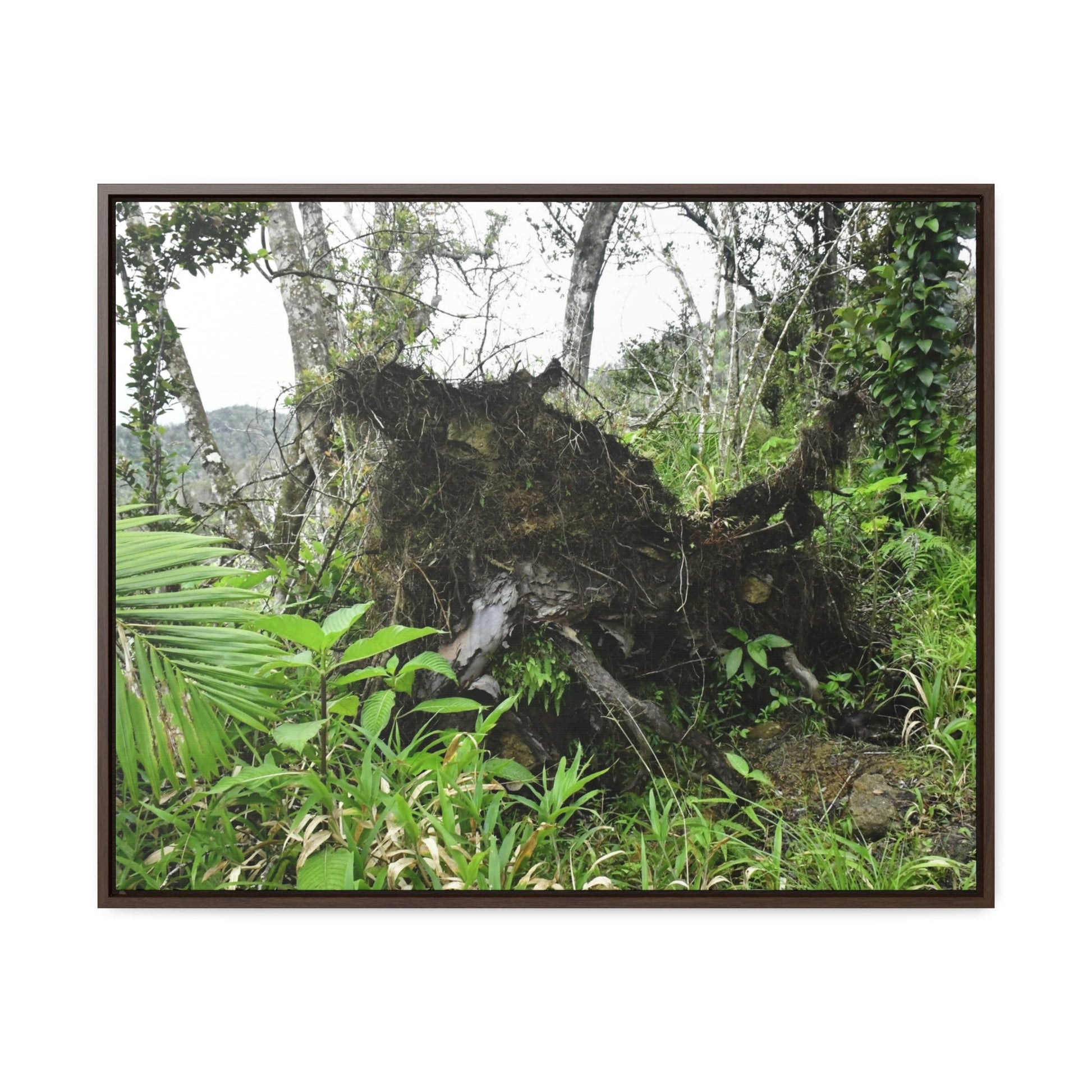 Rainforest Trails & Views - Gallery Canvas Wraps, Horizontal Frame - El Yunque National Forest - Puerto Rico - A tree uprooted by Hurricane Maria 140 MPH winds in Tradewinds Trail - Green Forest Home