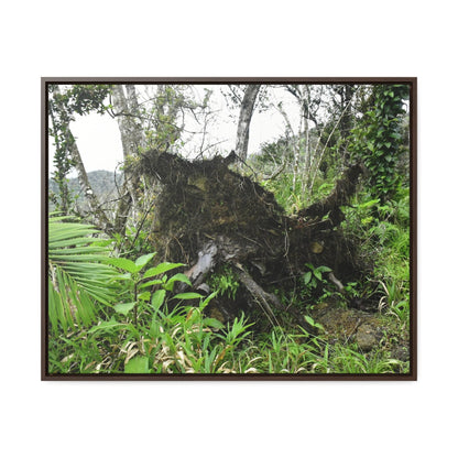 Rainforest Trails & Views - Gallery Canvas Wraps, Horizontal Frame - El Yunque National Forest - Puerto Rico - A tree uprooted by Hurricane Maria 140 MPH winds in Tradewinds Trail - Green Forest Home