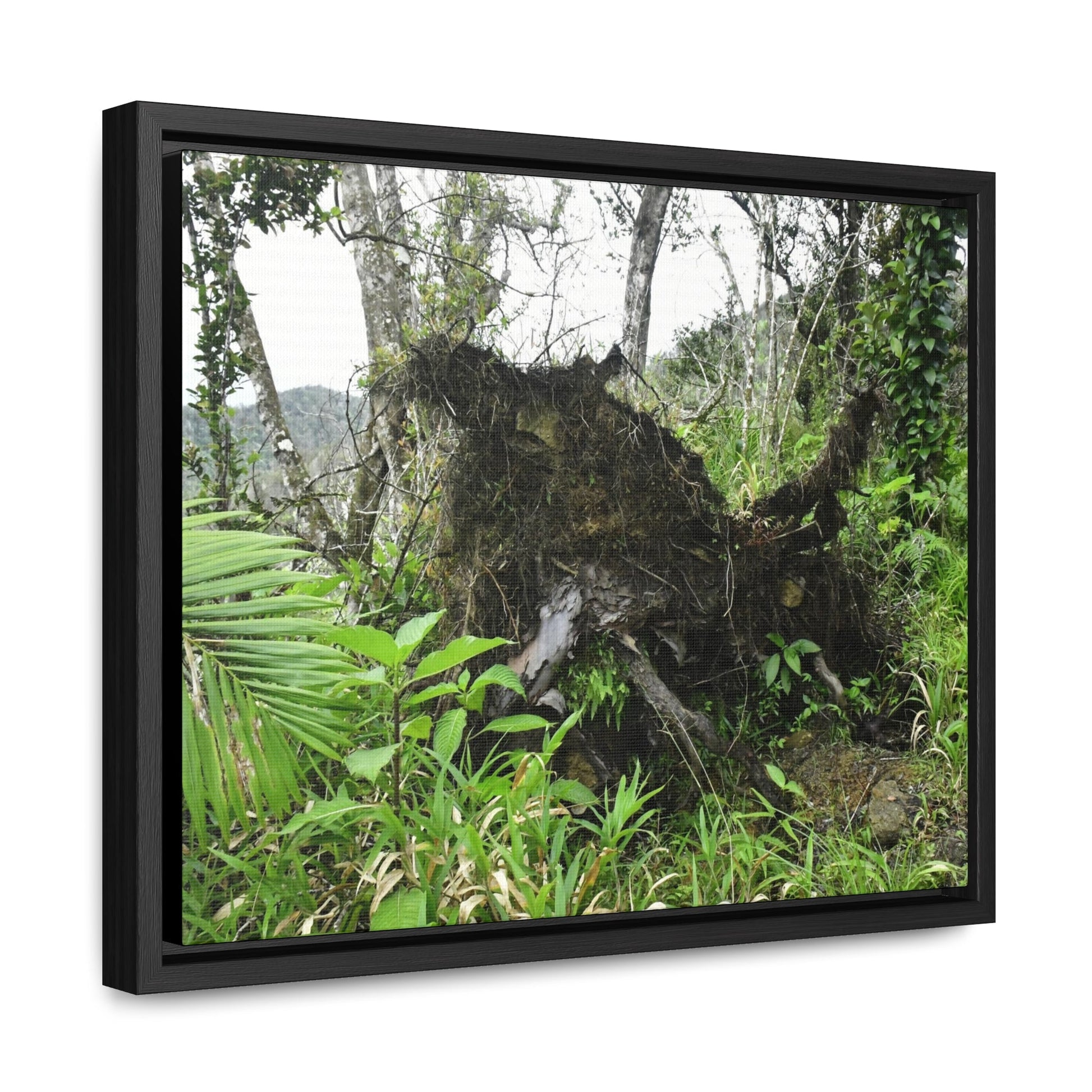 Rainforest Trails & Views - Gallery Canvas Wraps, Horizontal Frame - El Yunque National Forest - Puerto Rico - A tree uprooted by Hurricane Maria 140 MPH winds in Tradewinds Trail - Green Forest Home