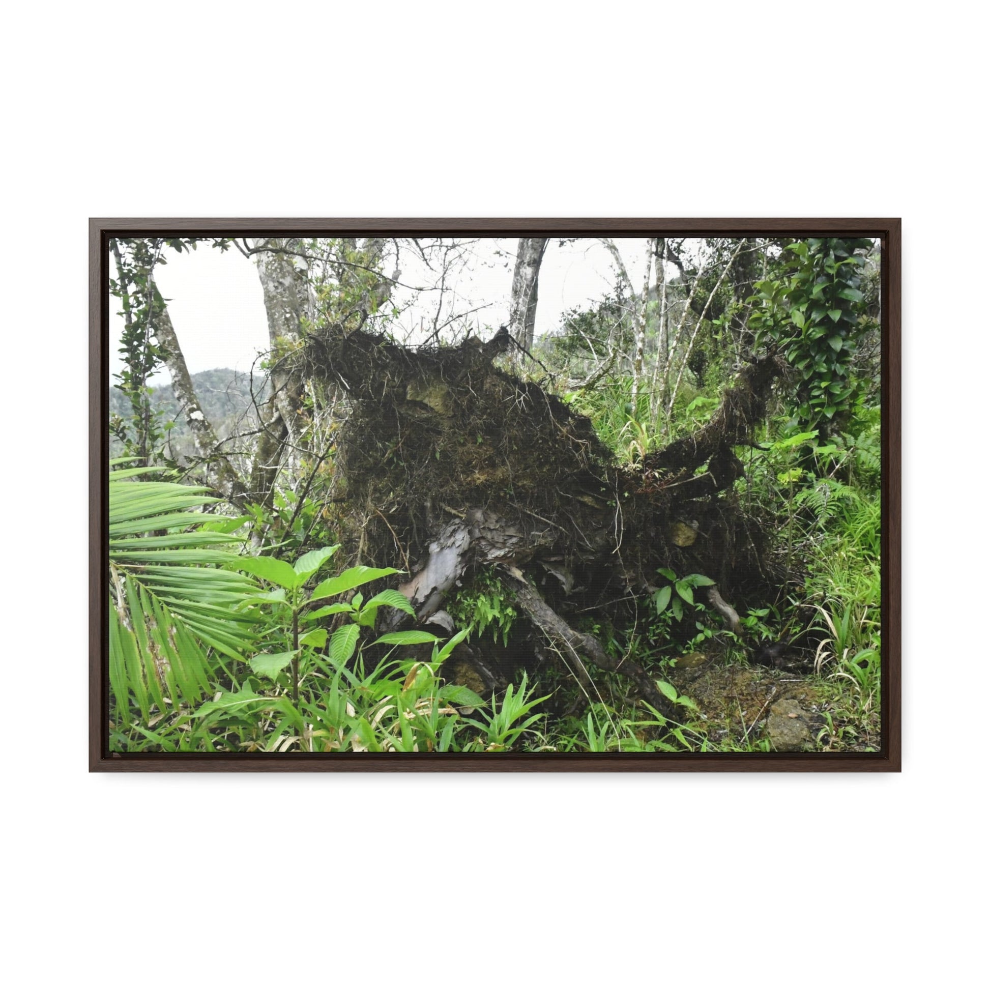 Rainforest Trails & Views - Gallery Canvas Wraps, Horizontal Frame - El Yunque National Forest - Puerto Rico - A tree uprooted by Hurricane Maria 140 MPH winds in Tradewinds Trail - Green Forest Home