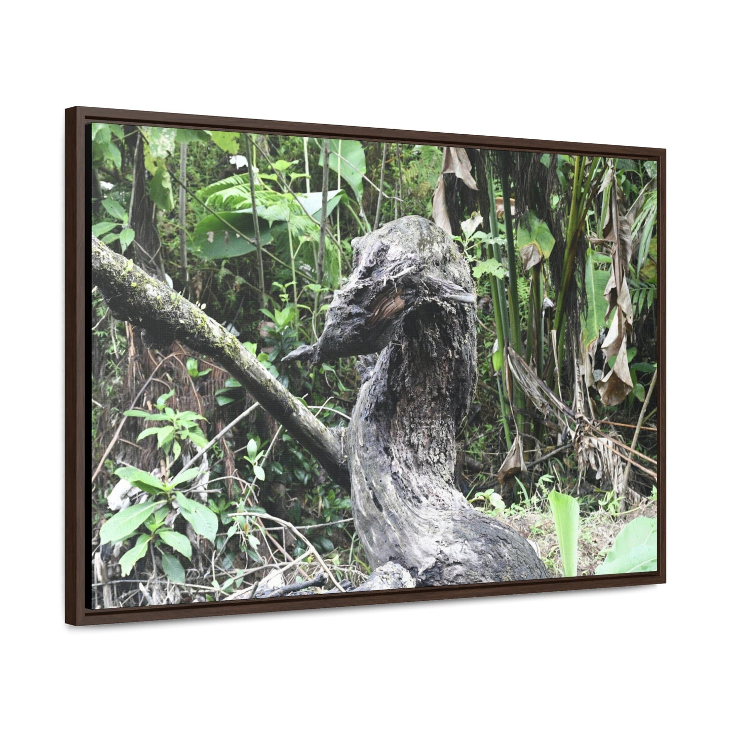 Rainforest Trails & Views - Gallery Canvas Wraps, Horizontal Frame - El Yunque National Forest - Puerto Rico - Awesome tropical flower - Formations of trunks in the Sabana river - Green Forest Home