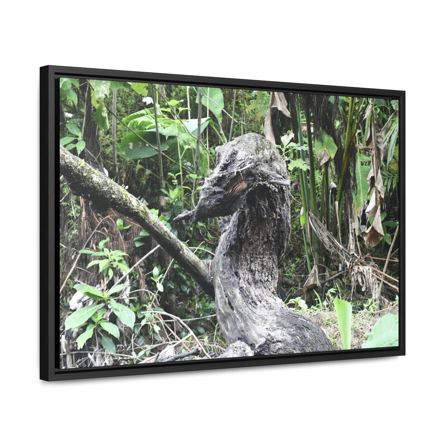 Rainforest Trails & Views - Gallery Canvas Wraps, Horizontal Frame - El Yunque National Forest - Puerto Rico - Awesome tropical flower - Formations of trunks in the Sabana river - Green Forest Home