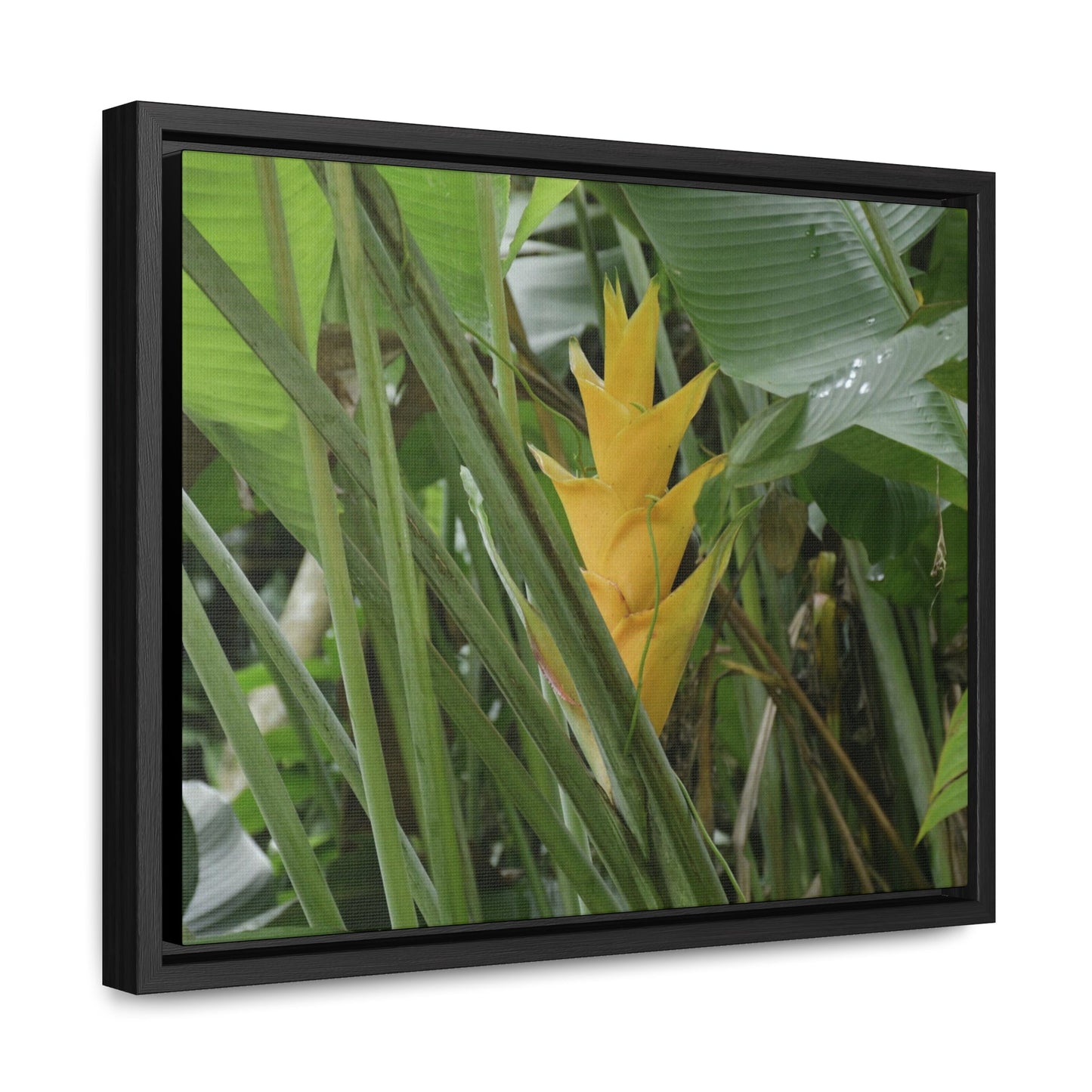 Rainforest Trails & Views - Gallery Canvas Wraps, Horizontal Frame - El Yunque National Forest - Puerto Rico - Awesome tropical flower - Heliconias - Green Forest Home