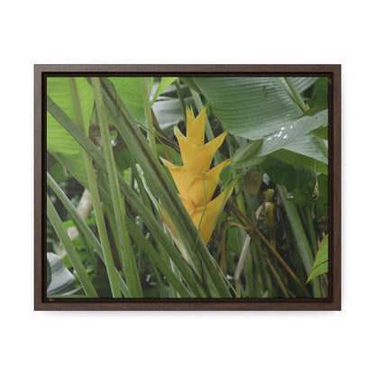 Rainforest Trails & Views - Gallery Canvas Wraps, Horizontal Frame - El Yunque National Forest - Puerto Rico - Awesome tropical flower - Heliconias - Green Forest Home