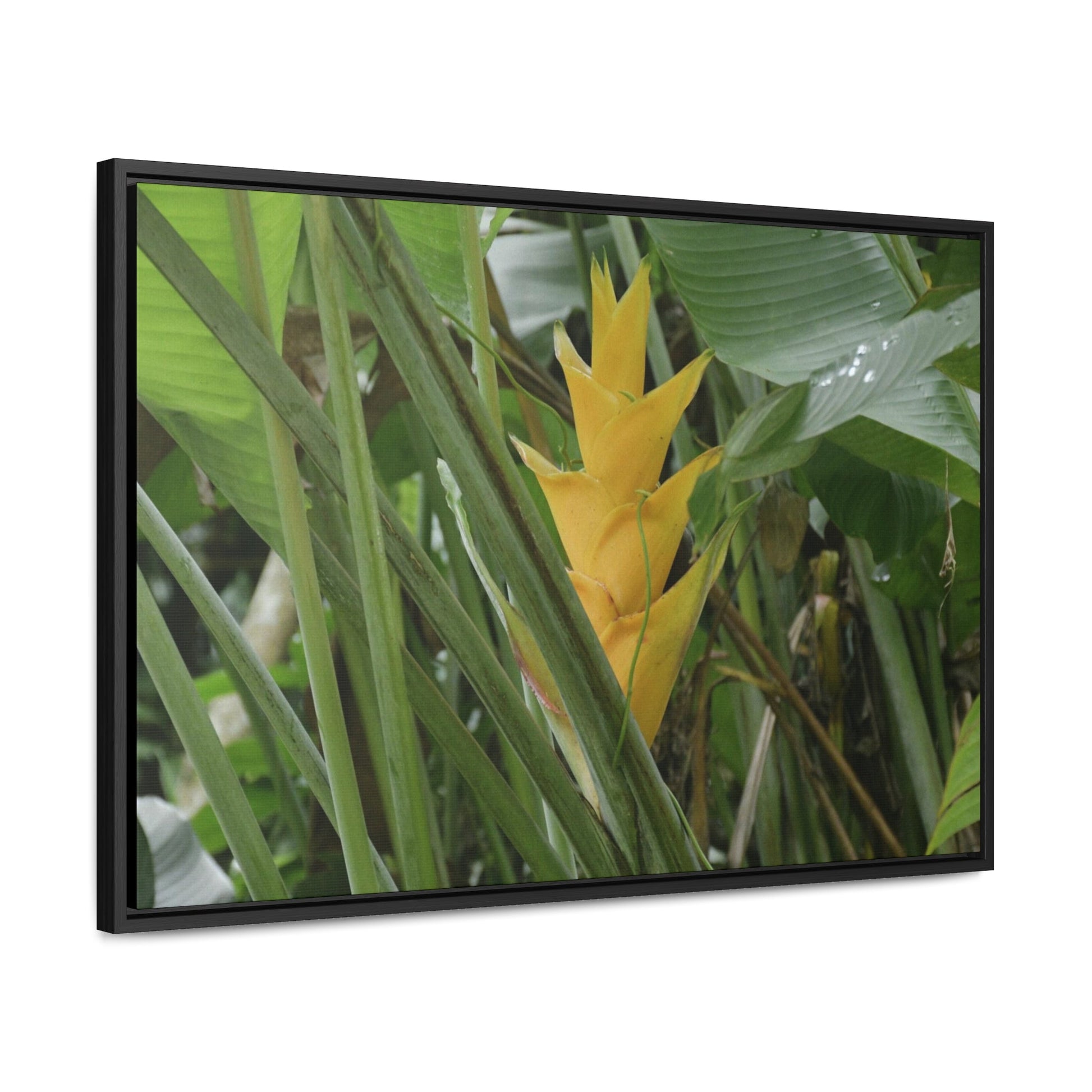 Rainforest Trails & Views - Gallery Canvas Wraps, Horizontal Frame - El Yunque National Forest - Puerto Rico - Awesome tropical flower - Heliconias - Green Forest Home